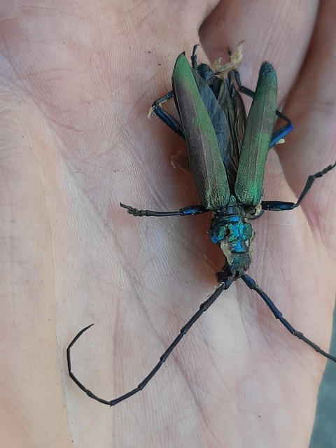 Aromia moschata - pézsmacincér