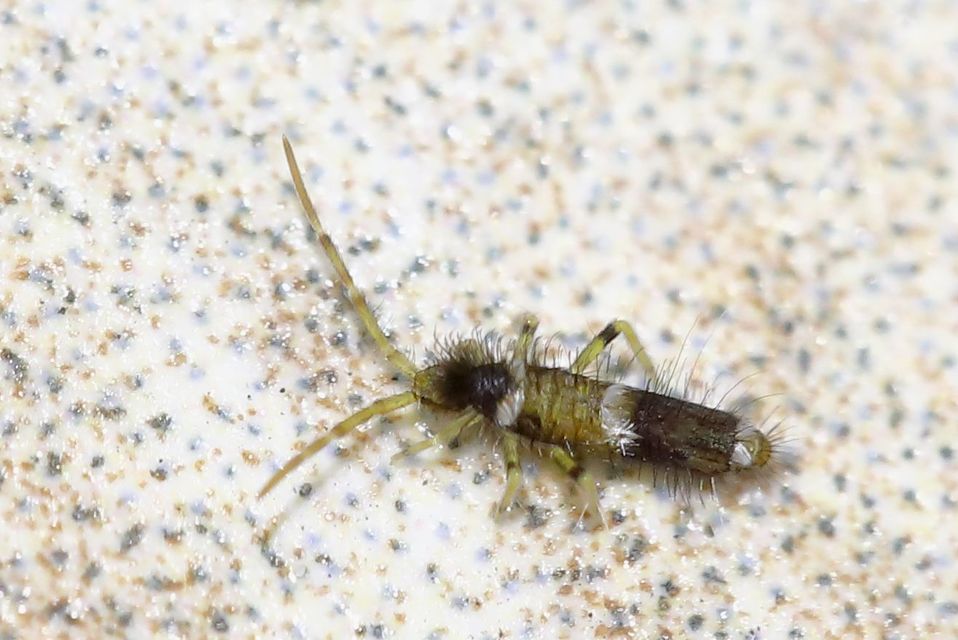 Entomobrya dorsalis