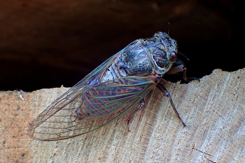 Cicadetta montana