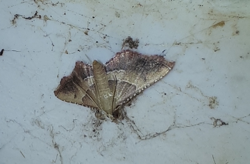 Endotricha flammealis - tüzesszárnyú fényilonca