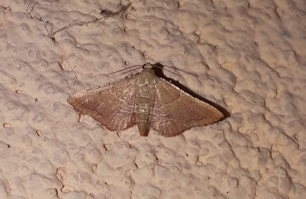 Endotricha flammealis - tüzesszárnyú fényilonca