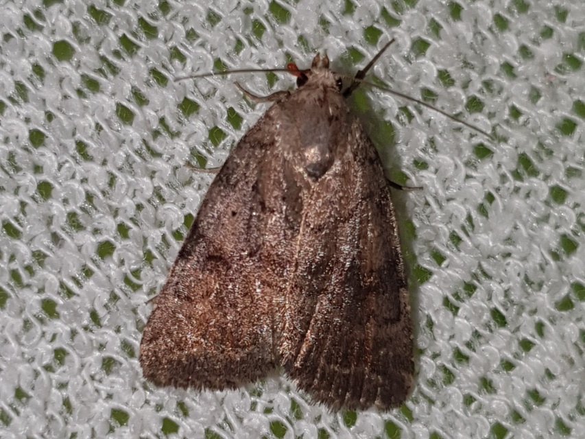 Athetis furvula - homoki lápibagoly