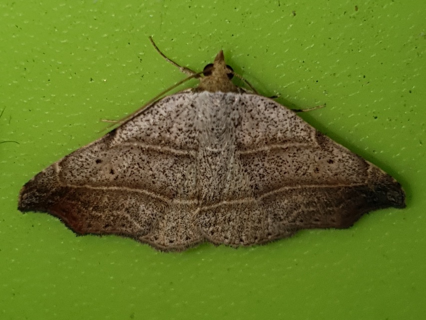Laspeyria flexula - zuzmóbagoly