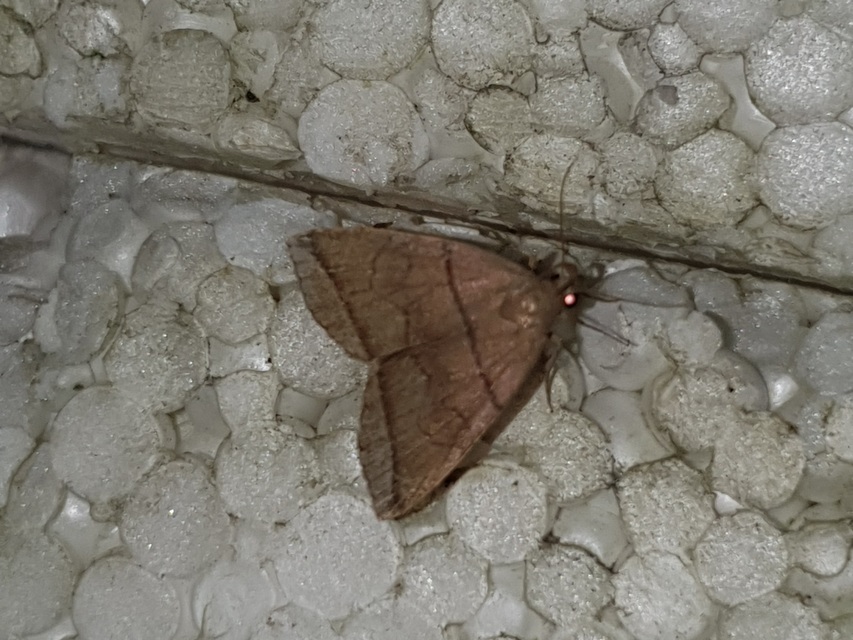 Herminia grisealis - ligeti karcsúbagoly