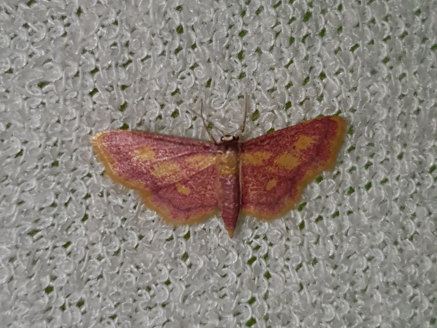 Idaea muricata - mocsári pirosaraszoló