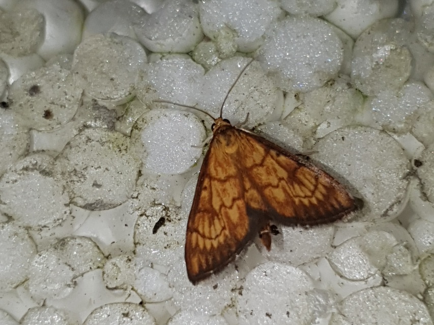 Ecpyrrhorrhoe rubiginalis - rozsdavörös tűzmoly