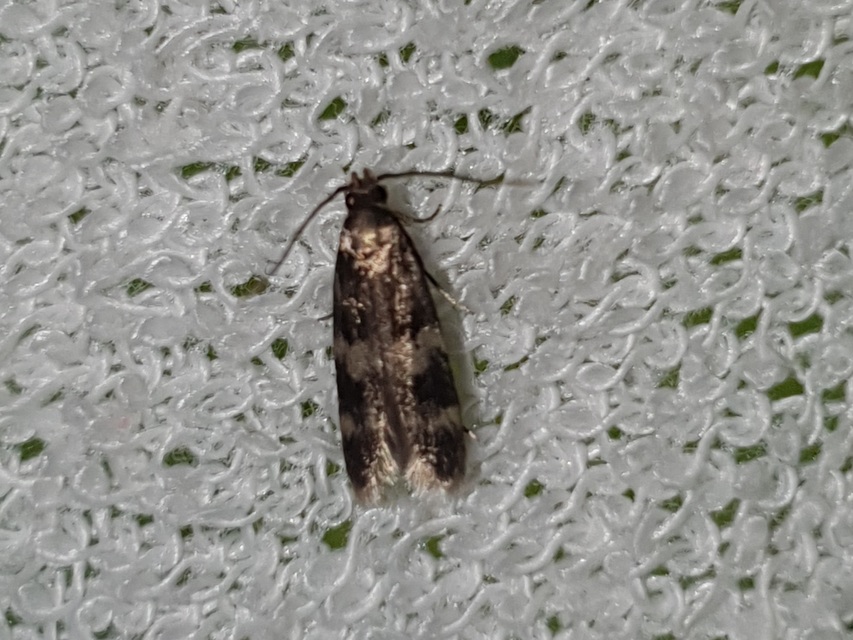 Autostichidae - avarmolyfélék