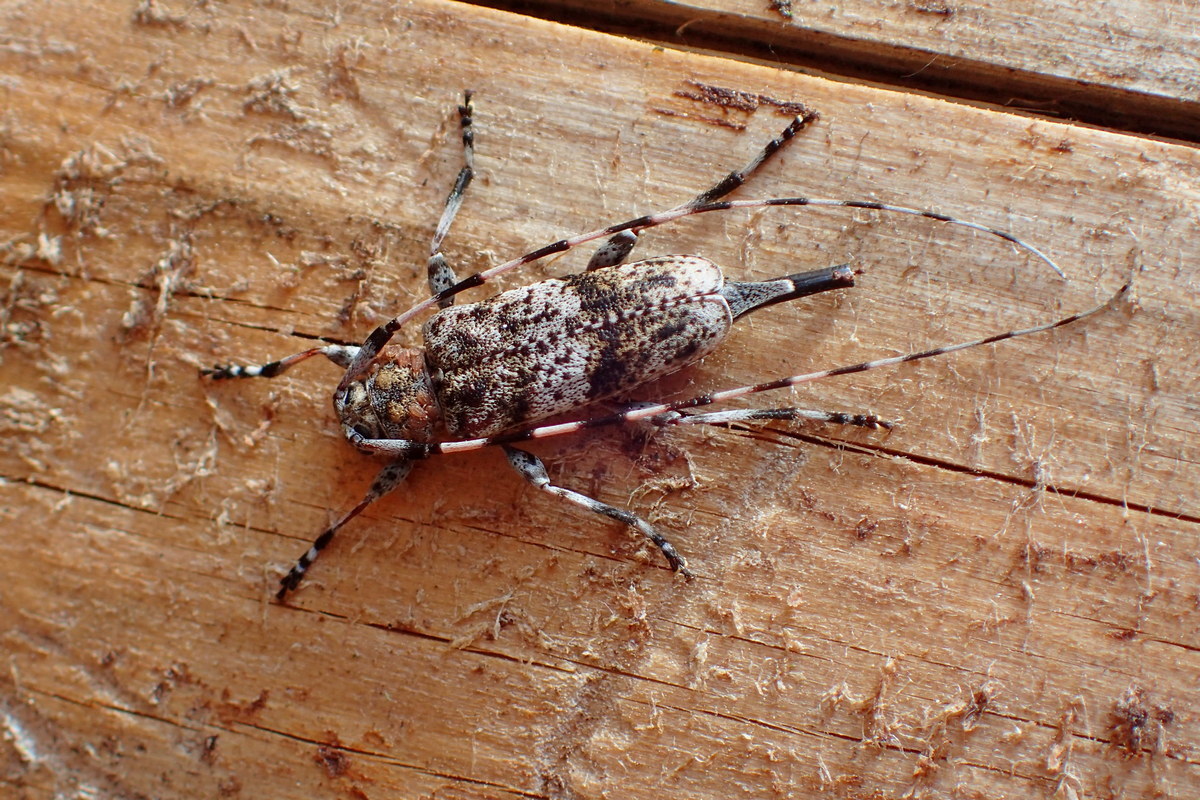 Acanthocinus griseus - szürke daliáscincér
