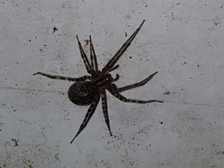 Tegenaria