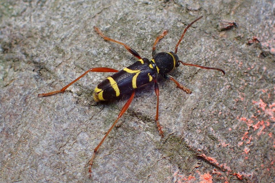 Clytus arietis - közönséges darázscincér
