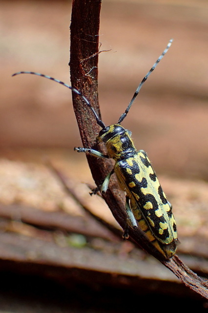 Saperda scalaris - létracincér