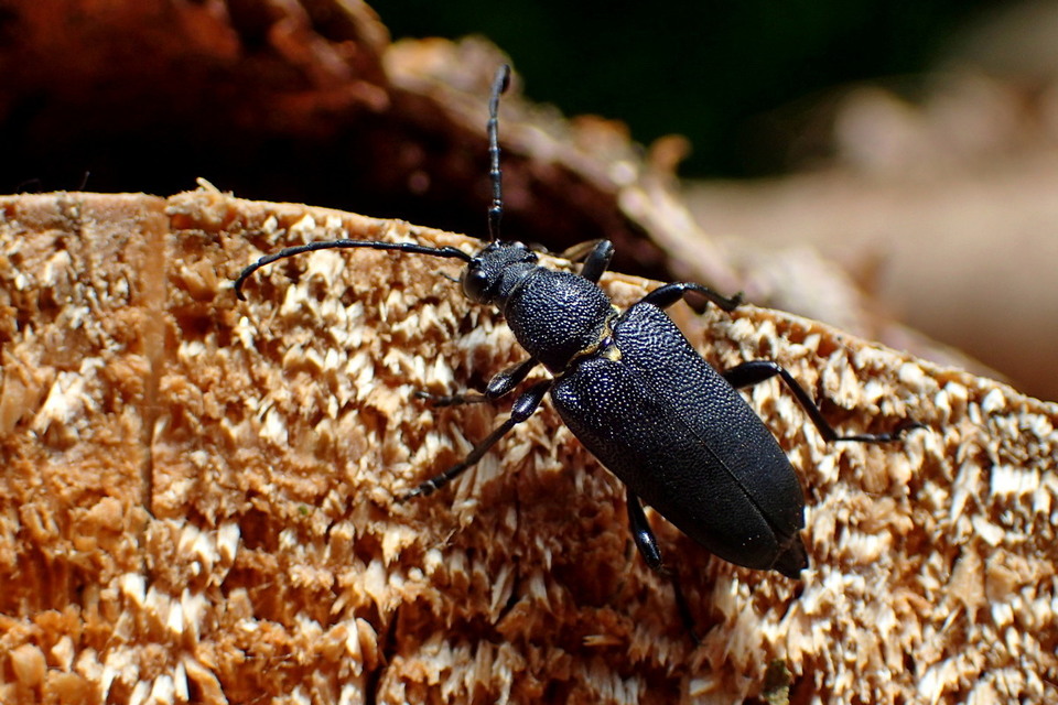 Stictoleptura scutellata - hegyi virágcincér