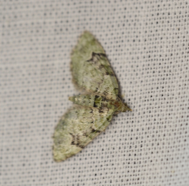 Chloroclystis v-ata - zöldes törpearaszoló