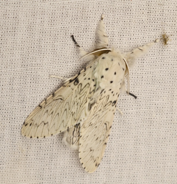 Cerura erminea - hermelin-púposszövő Cerura erminea - hermelin-púposszövő