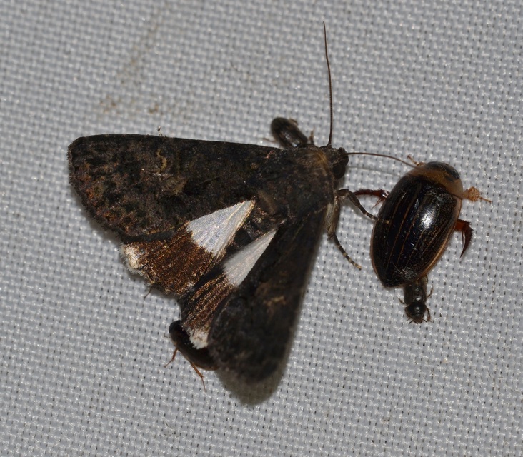 Anophia leucomelas - déli folyófűbagoly