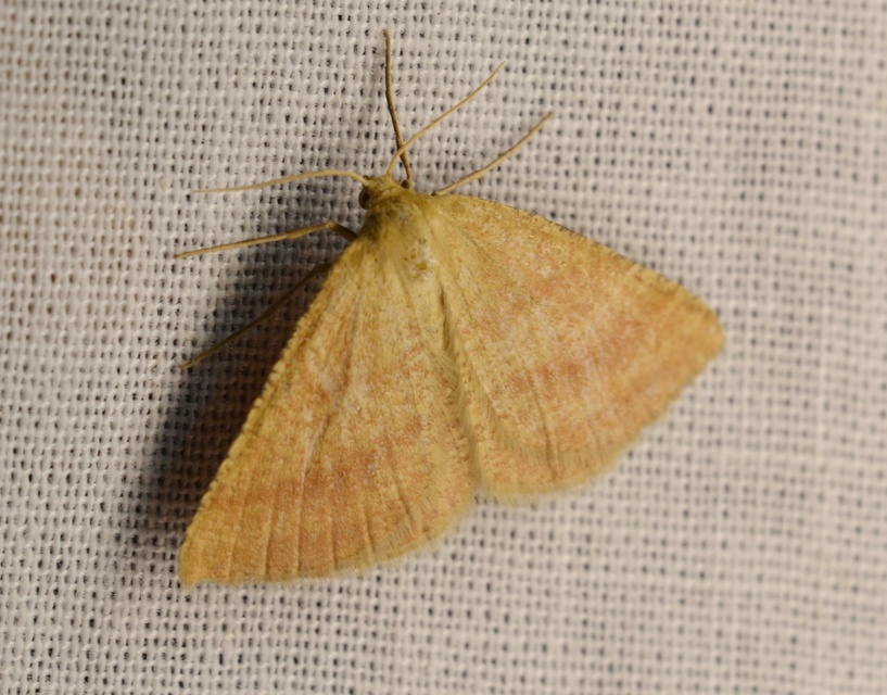 Aplasta ononaria - iglicearaszoló