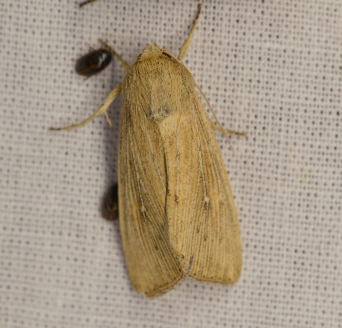 Leucania obsoleta - pontozott rétibagoly