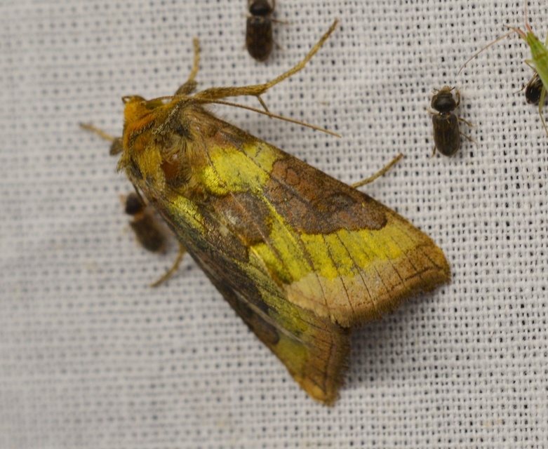 Diachrysia chrysitis - aranybagoly