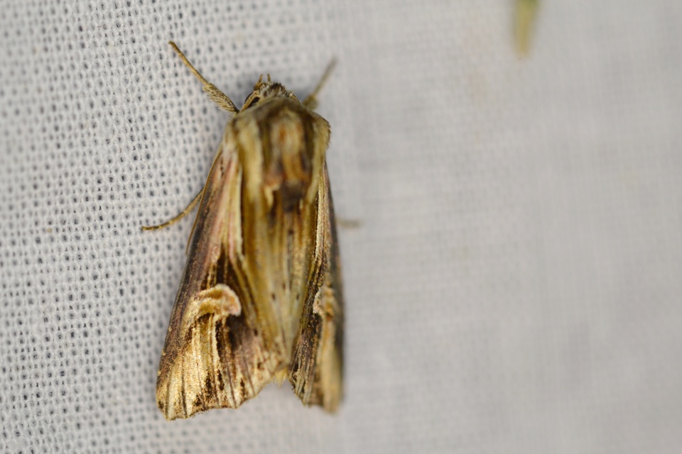 Actinotia polyodon - nagy sugarasbagoly