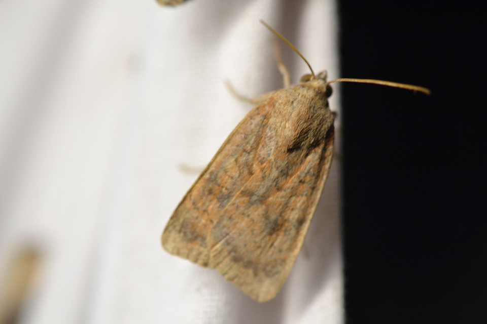 Noctua interjecta - zömök sárgafűbagoly