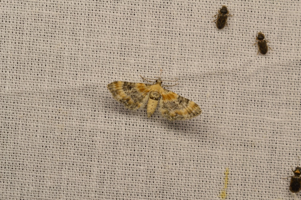 Eupithecia linariata - vonalas törpearaszoló