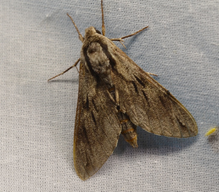 Hyloicus pinastri - fenyőszender