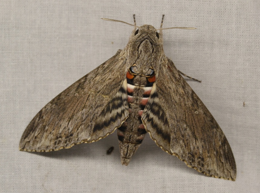 Agrius convolvuli - szulákszender