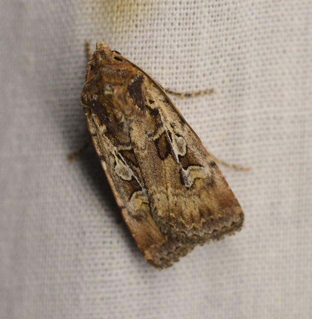 Euxoa tritici/nigrofusca/eruta