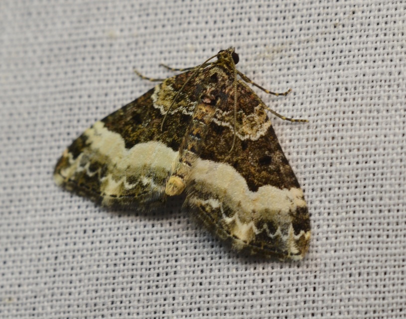 Euphyia unangulata - fogassávú tarkaaraszoló