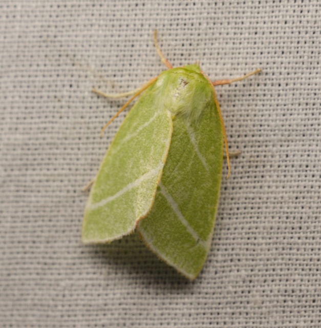Pseudoips prasinana - bükkfa-zöldbagoly