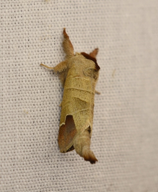 Clostera curtula - rövidszárnyú levélszövő