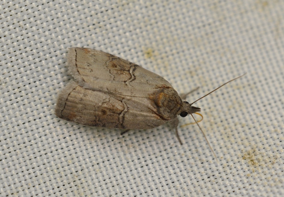 Nycteola asiatica - nyárfa-trapézbagoly