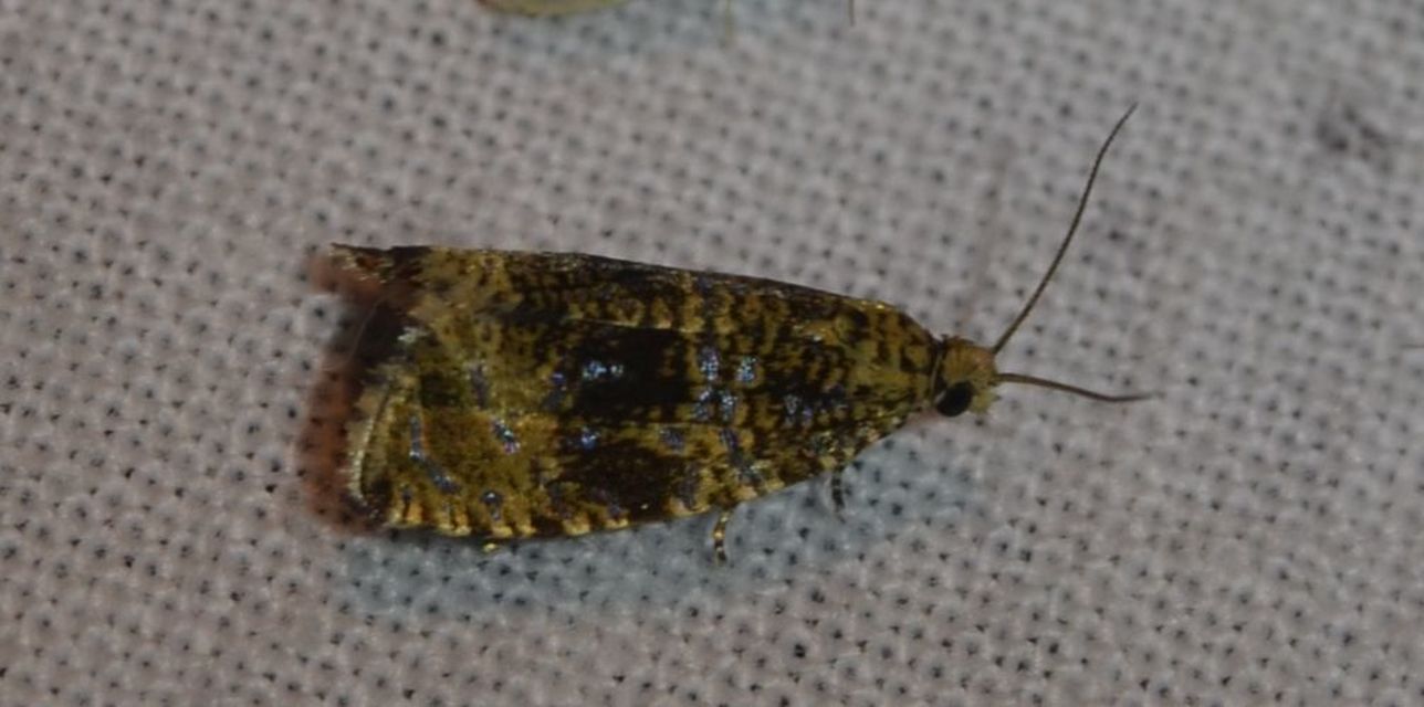 Celypha lacunana - vízparti tükrösmoly