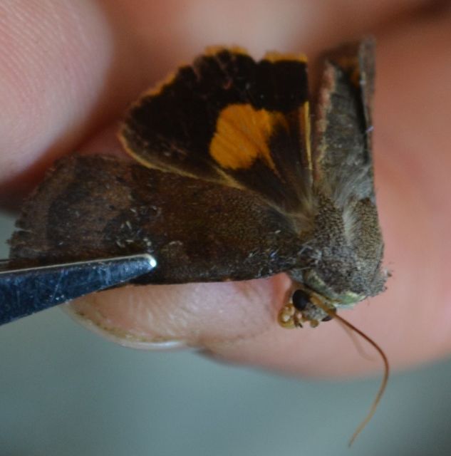 Noctua janthina - tarka sárgafűbagoly