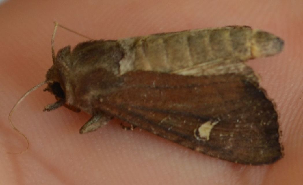 Helotropha leucostigma - mocsári nőszirombagoly
