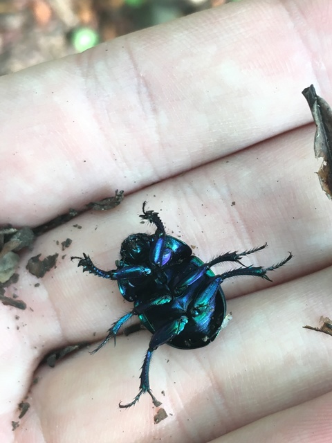 Trypocopris vernalis - tavaszi álganéjtúró