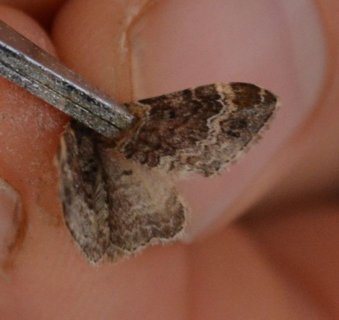 Xanthorhoe spadicearia - sávos tarkaaraszoló