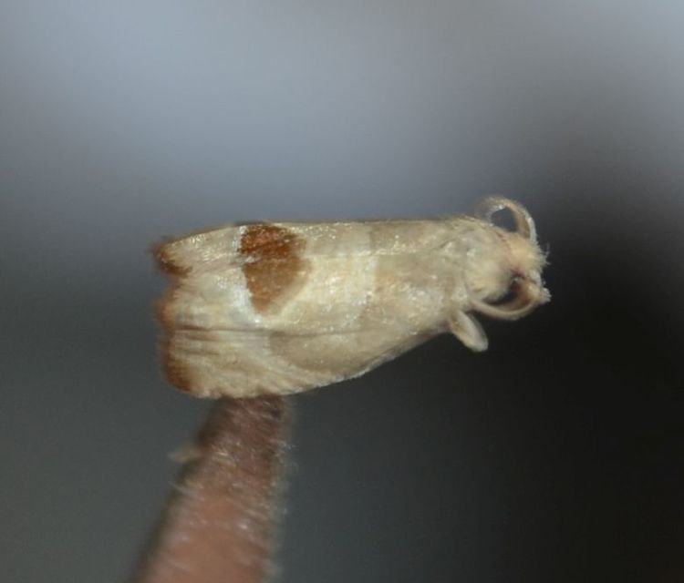 Notocelia uddmanniana - málnasodró tükrösmoly