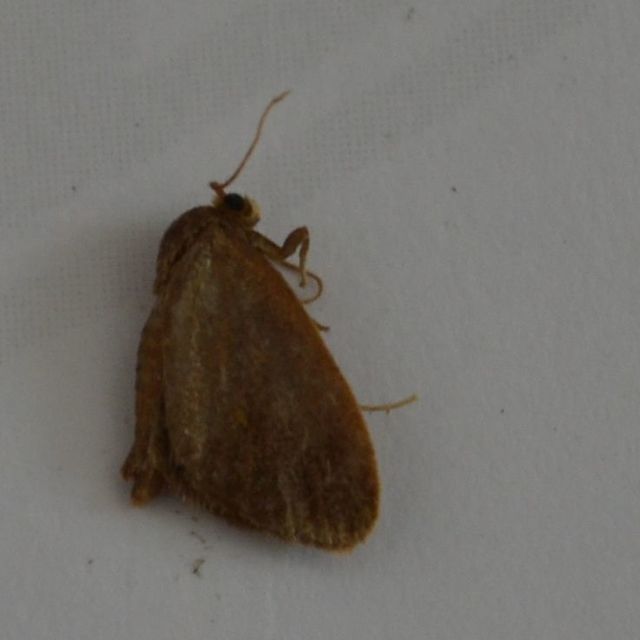 Heterogenea asella - csigalepke