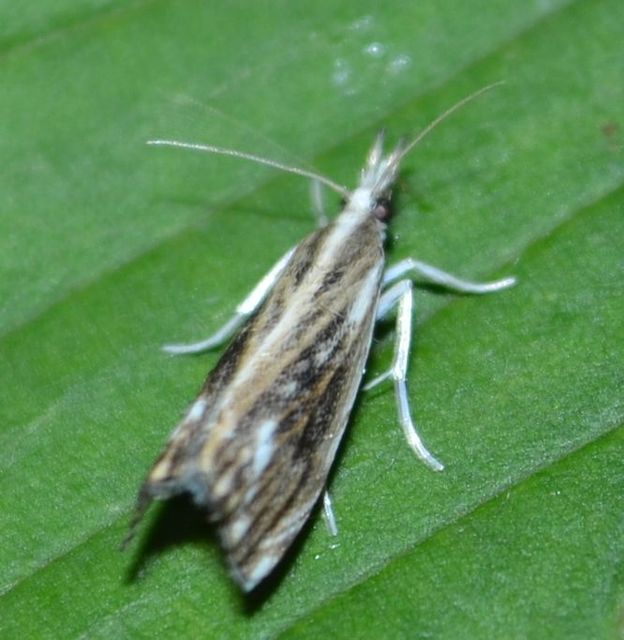 Catoptria verellus - kormos fűgyökérmoly