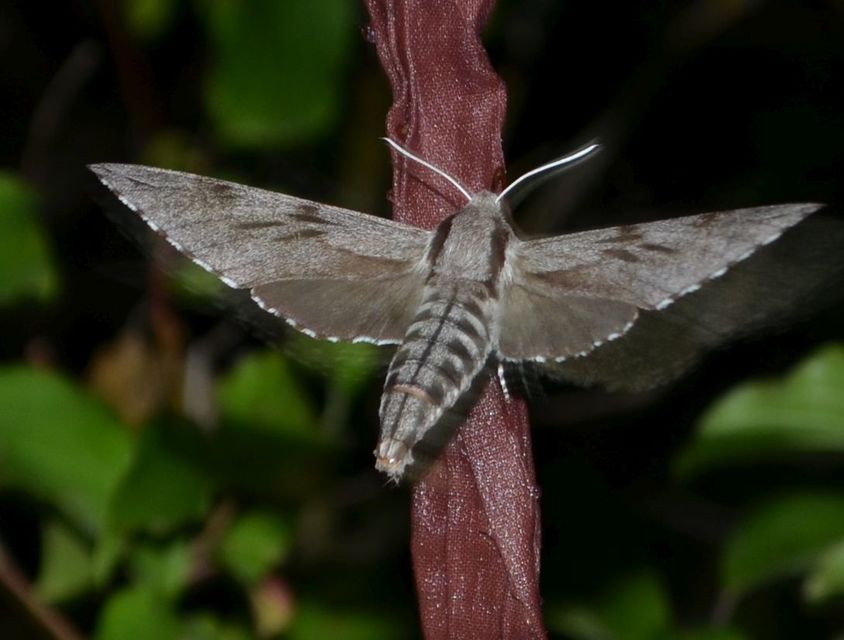 Hyloicus pinastri - fenyőszender