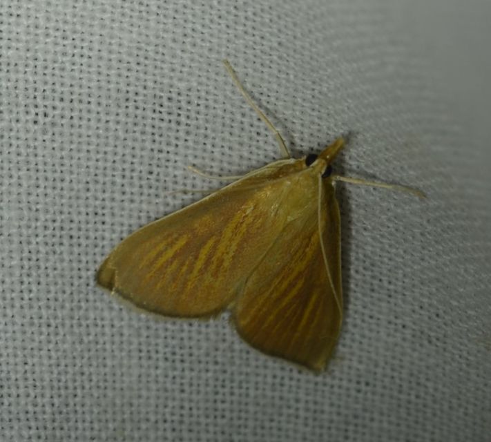 Nascia cilialis - sásrágó tűzmoly