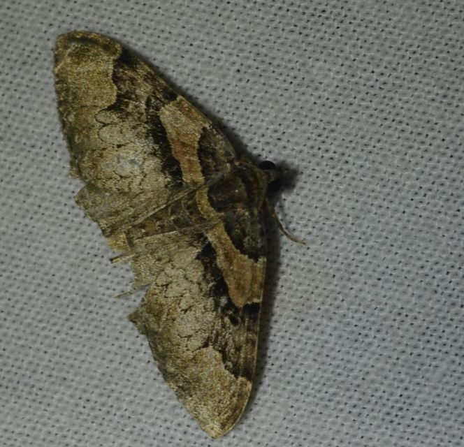 Catarhoe rubidata - piros tarkaaraszoló