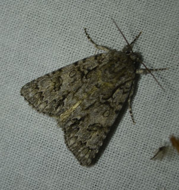 Acronicta auricoma - aranyos szigonyosbagoly