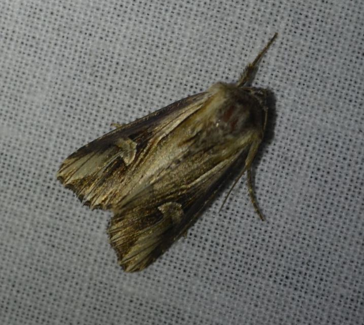 Actinotia polyodon - nagy sugarasbagoly
