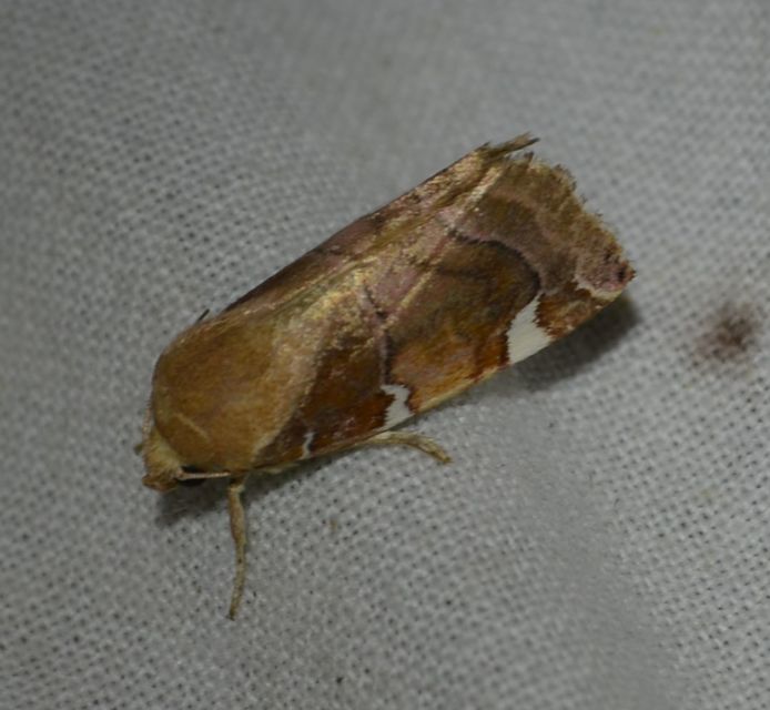 Cosmia diffinis - szilfa-lombbagoly