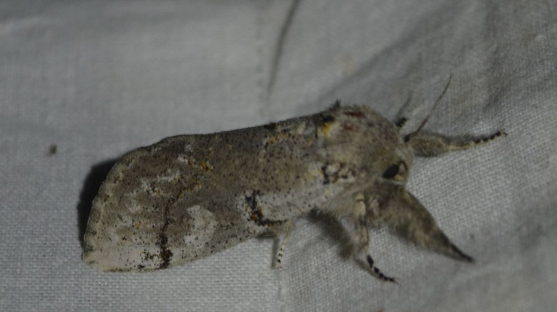 Gynaephora fascelina - vesszős szövő