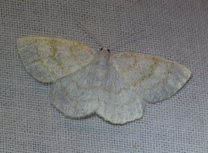 Cabera exanthemata - pettyes égeraraszoló