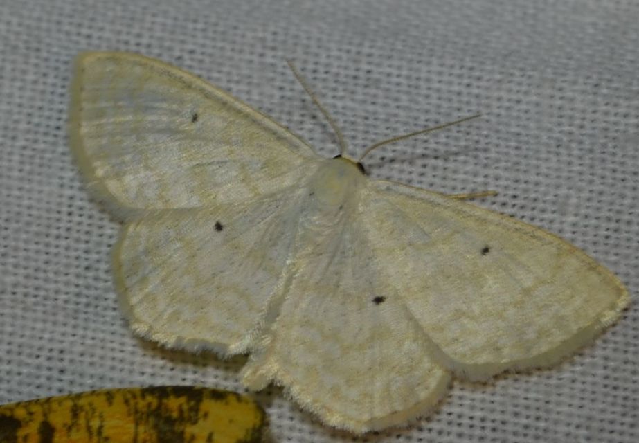 Scopula immutata - réti fehéraraszoló
