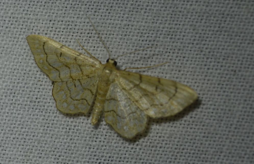 Idaea moniliata - gyöngyös apróaraszoló